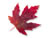 Top Sales Experts Summer E-Book flower logo